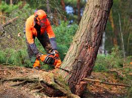 Best Tree and Shrub Care  in Sleepy Eye, MN